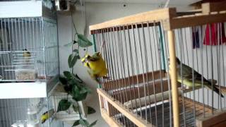 GREEN SINGER .... CANARIO MOCAMBIQUE(BEBETOBIRDS)