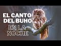 Sonido de buhos en la noche | Buhos y Lechuzas para dormir