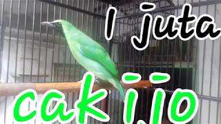 Download Lagu murai daun polos full materi MP3