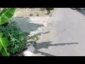 Vlog Suasana Pagi Hari Part VI
