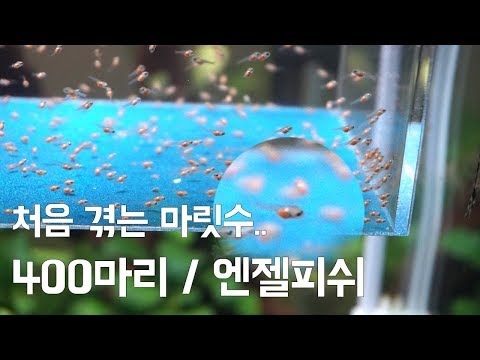 열대어 새끼 400마리 탄생! / 엔젤피쉬