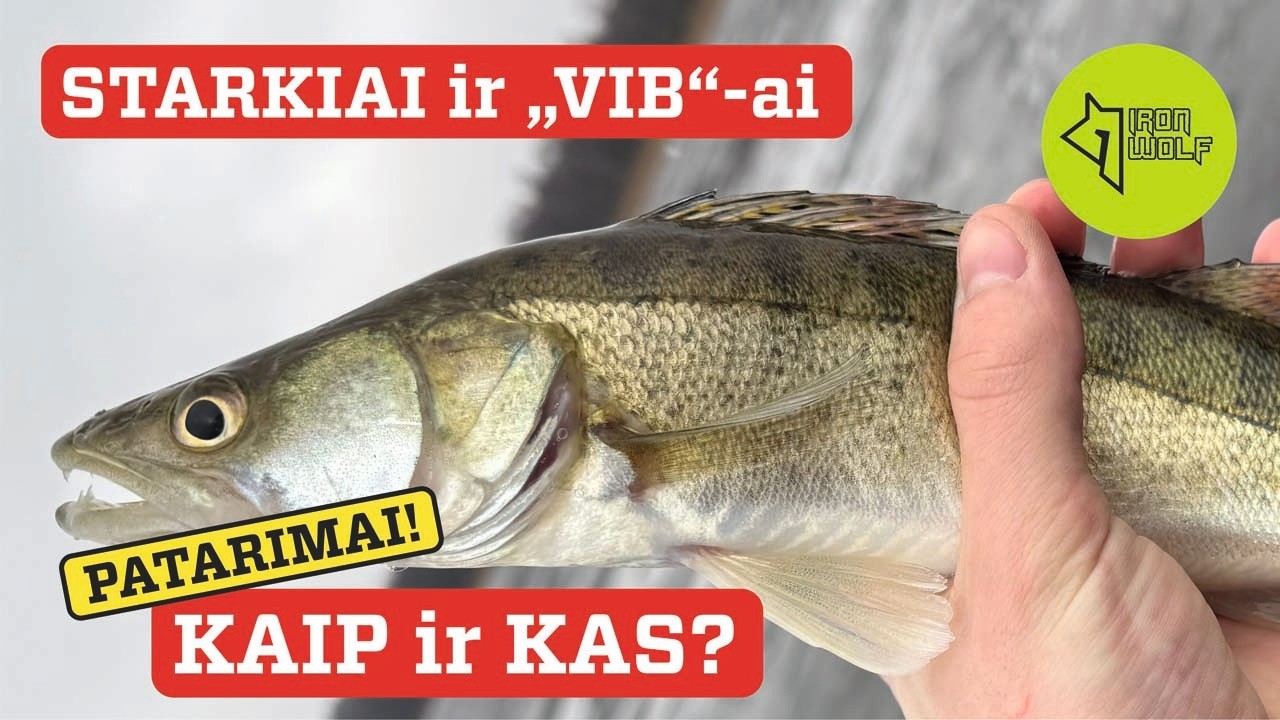 STARKIAI žiemą❓🐟❄️🎣 Kokius „VIB“-us RINKTIS❓😎👌