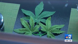 Florida voters await legalization decision on recreational marijuana use