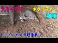 アライグマをキャッチャーで捕獲 ! トレイルカメラ映像も見てみましょう。
