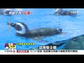 Xpark被爆企鵝歪頭魟魚撞玻璃 館方:無虐待動物│中視新聞 20201015