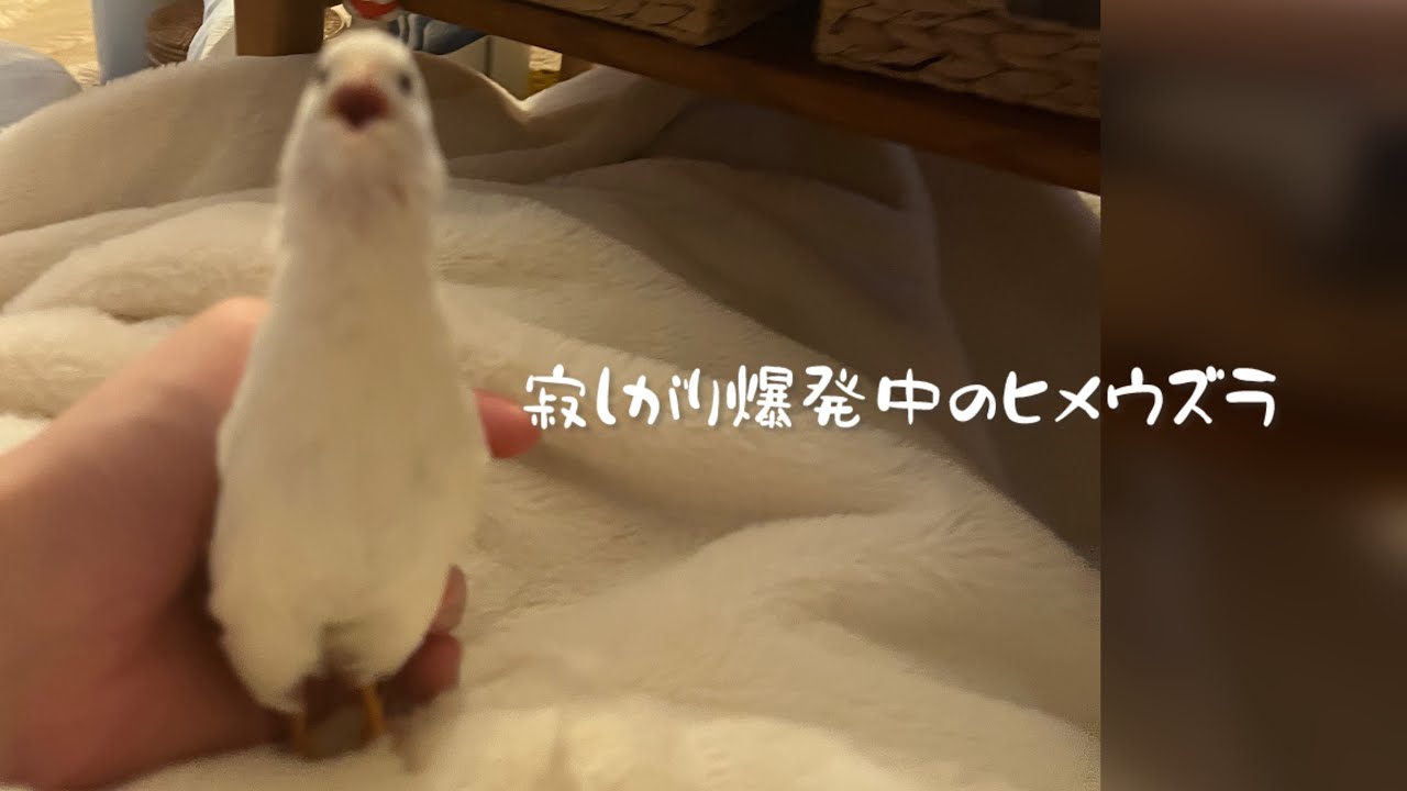 寂しがり爆発中のヒメウズラ