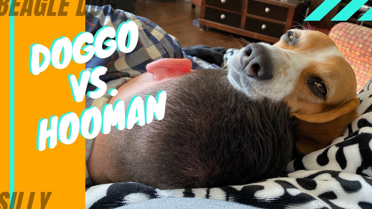 FACEOFF - DOGGO VS. HOOMAN 