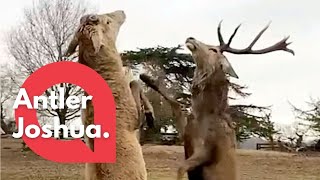 Incredible video shows two majestic stags standing on their hind legs and start boxing | SWNS