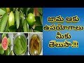 Ultimate Health Benefits Of Guava Leaves In Telugu | Health Tips In Telu...