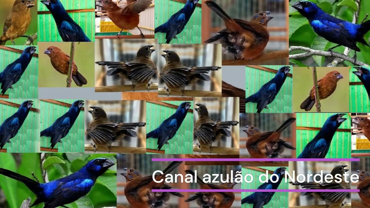 Melhor Pit Pit de Azulão fogueando, macheando, algazarra, pra esquentar seu azulão.