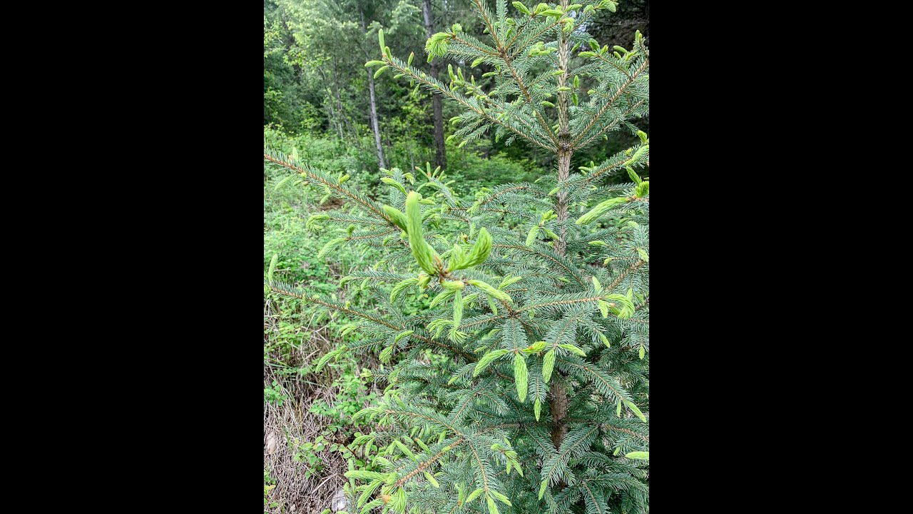 Foraging Spruce Tips in Montana