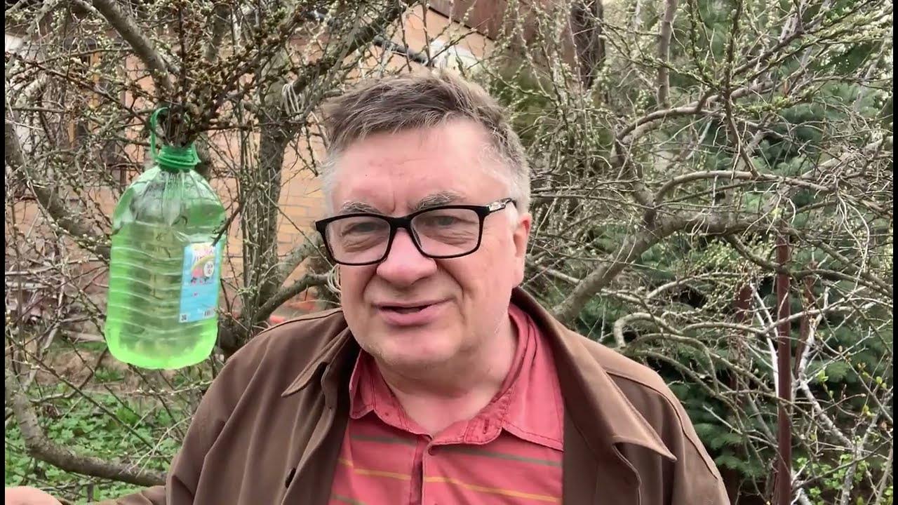 Андрей туманов биография личная жизнь Как опылить облепиху - YouTube