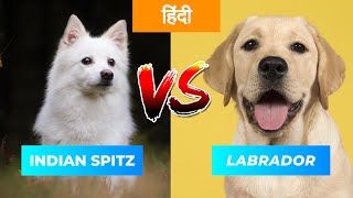 Indian spitz Vs Labrador Retriever in Hindi | Dog VS Dog | PET INFO | Which One Best For You as Pet?