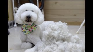 Standard Poodle grooming landscape : cute big dog