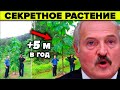 Растение будущего о котором молчат. 7 причин почему Павловния - нефтяная скважина на участке