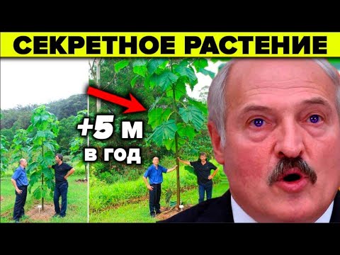 Растение будущего о котором молчат. 7 причин почему Павловния - нефтяная скважина на участке