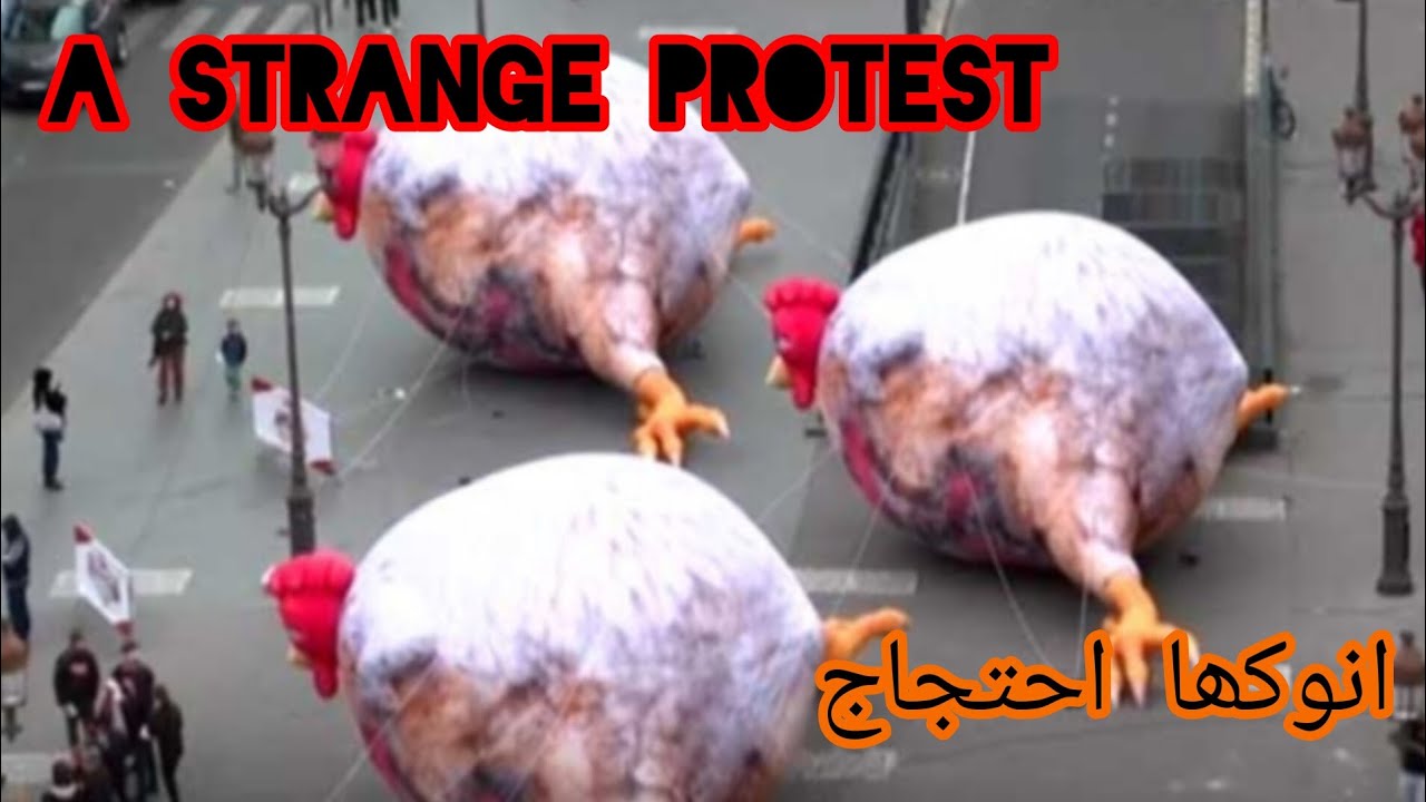 A unique protest by citizens against chicken farming - YouTube