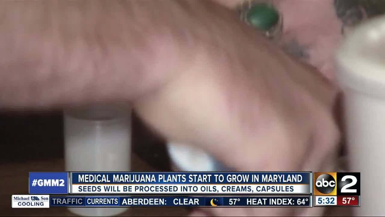 Medical marijuana plants growing in Maryland