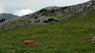 En lo alto del Angliru. Riosa. Asturias.