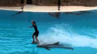 Dolphin show in swimming pool screenshot 3