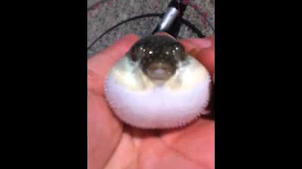 かわいいフグ Youtube