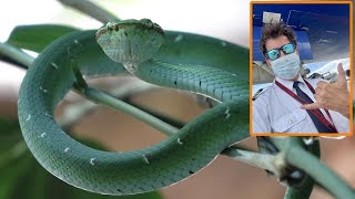 Snakes and a Plane