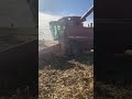 Corn harvest 2025 - Case IH 2188