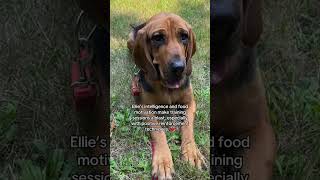 Fall In Love With Ellie