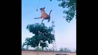 Superhero Dog