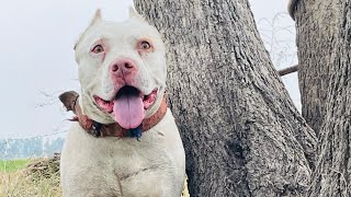 Aggressive Pitbull Vs Baby