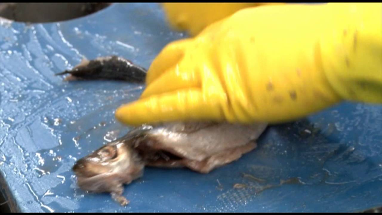 FRITS! special in het teken van vis- vishandel Atlantic