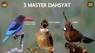 3 MASTER DAHSYAT Cekakak Jawa (tengkek udang), Kapas Tembak \u0026 Cililin