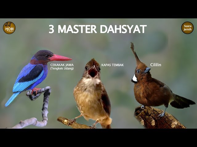 3 MASTER DAHSYAT Cekakak Jawa (tengkek udang), Kapas Tembak & Cililin class=