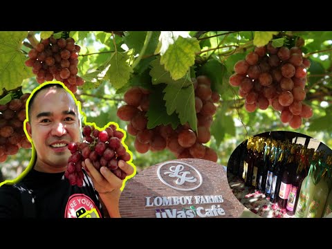 Video: Bunchy Grape Roll - Ang Kalaban Ng Mga Ubas
