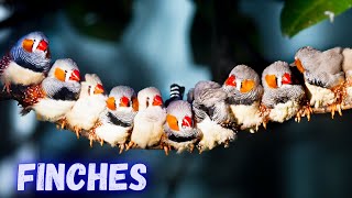 Finches | Exotic Finches | Breeding Finches | Birds | Finch | @PetsGrove