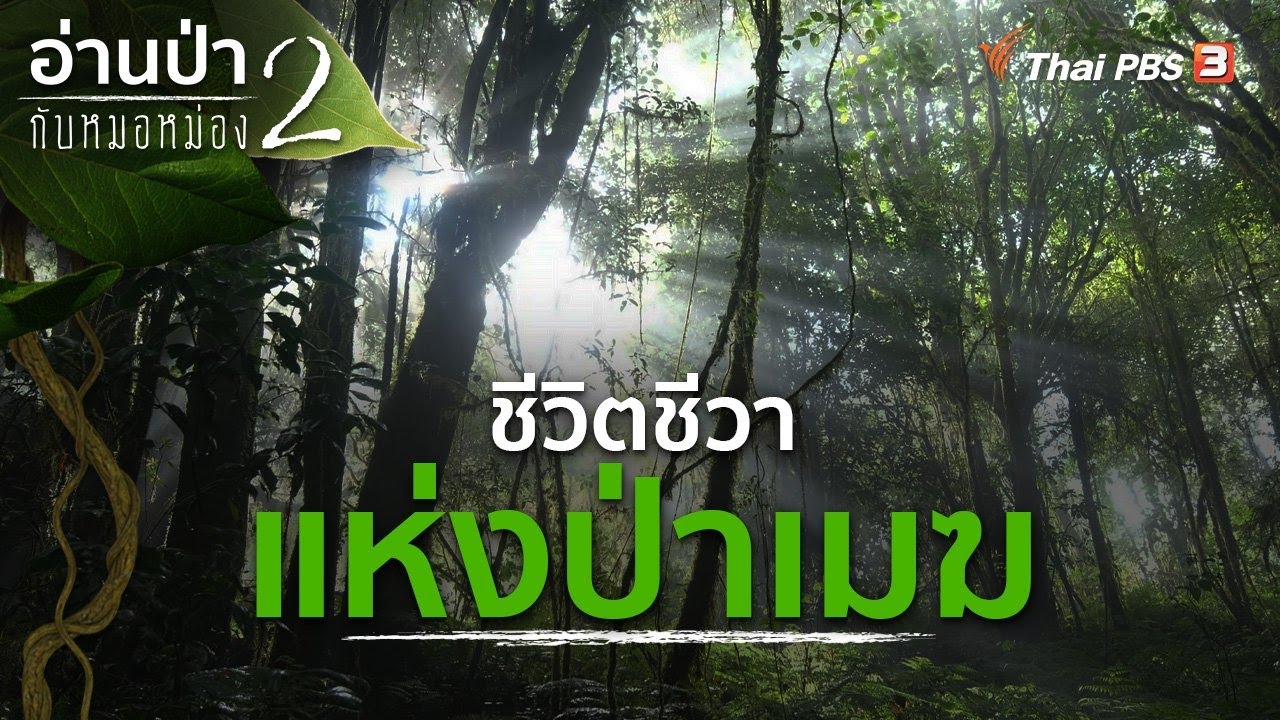 ชีวิตชีวาแห่งป่าเมฆ | อ่านป่ากับหมอหม่อง ปี 2