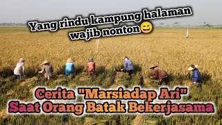 Mengenal Kebiasaan Masyarakat Batak, Gotong Royong atau Marsiadapari | Na Masihol Huta Wajib Tonton