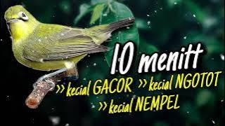 Ciak Joss Kecial Kuning Ampuh Bikin Kecial Gacor dan NEMPEL‼️