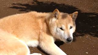 【柴犬】庭で寝そうになる柴犬#柴犬