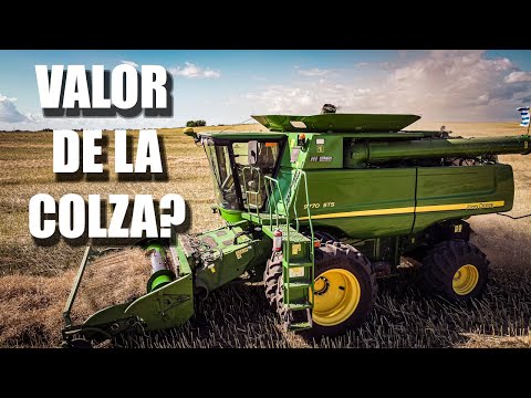 Video: Cos'è La Colza?