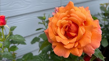 Thumbnail of Easy Does It Rose // My New Collection Rose In My Garden .