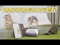 【必見】KADOKAWAからコラボグッズが期間限定で発売されます