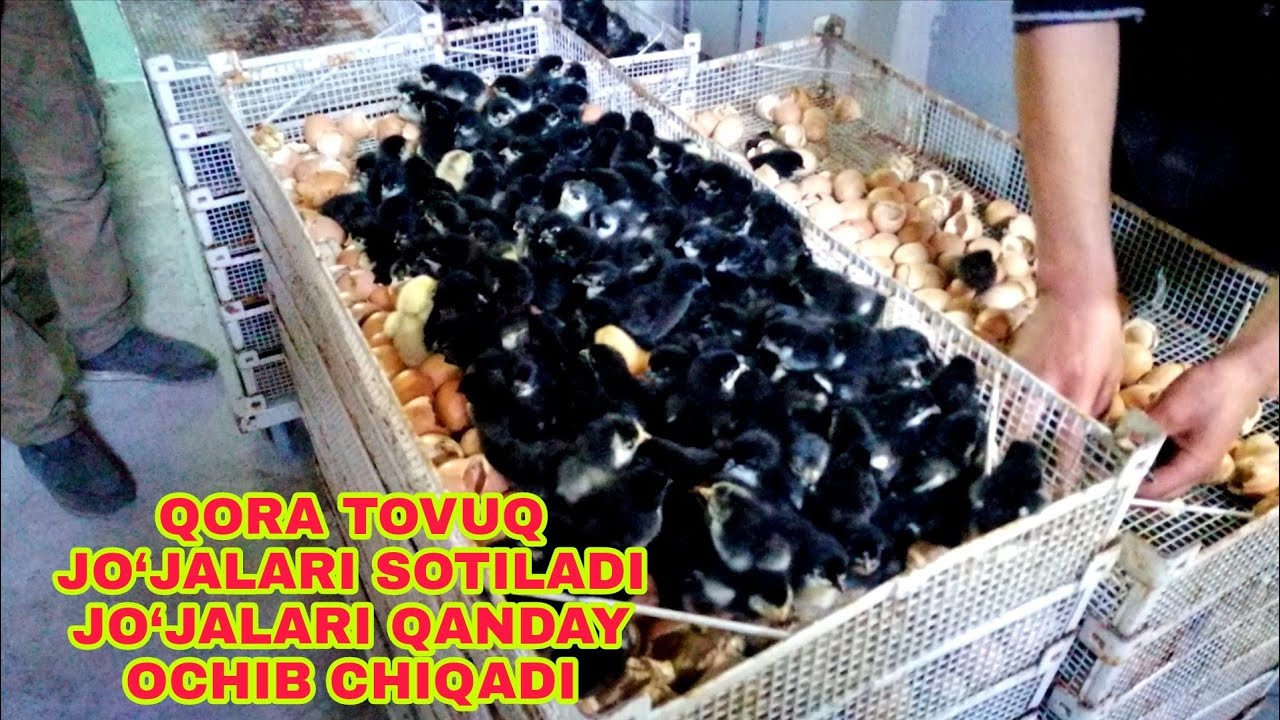 Yalangoch ayollarning shaxsiy videolari