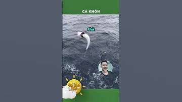 Cá như nào là khôn?