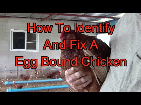 Video: Hva er en eggbundet kylling?