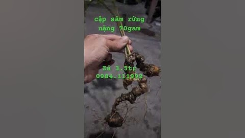 Cặp #sâm rừng mường tè nặng 70gram,cành ngắn gang tay , mắt sâm nhiều so le quanh củ. Bao chất lượng