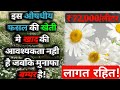 Chamomile farming detailed          organicfarming