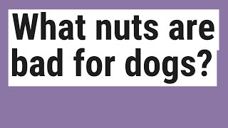 What nuts are bad for dogs? Are Nuts Bad For Dogs