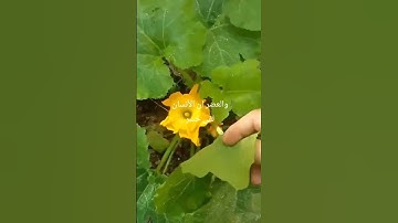 #آيات الذكر الحكيم# للقارىء# محمد الفقيه#