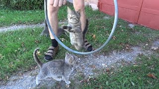 Guy Teaches Stray Kittens Tricks by Nine Lives 1,425 views 4 years ago 3 minutes, 56 seconds